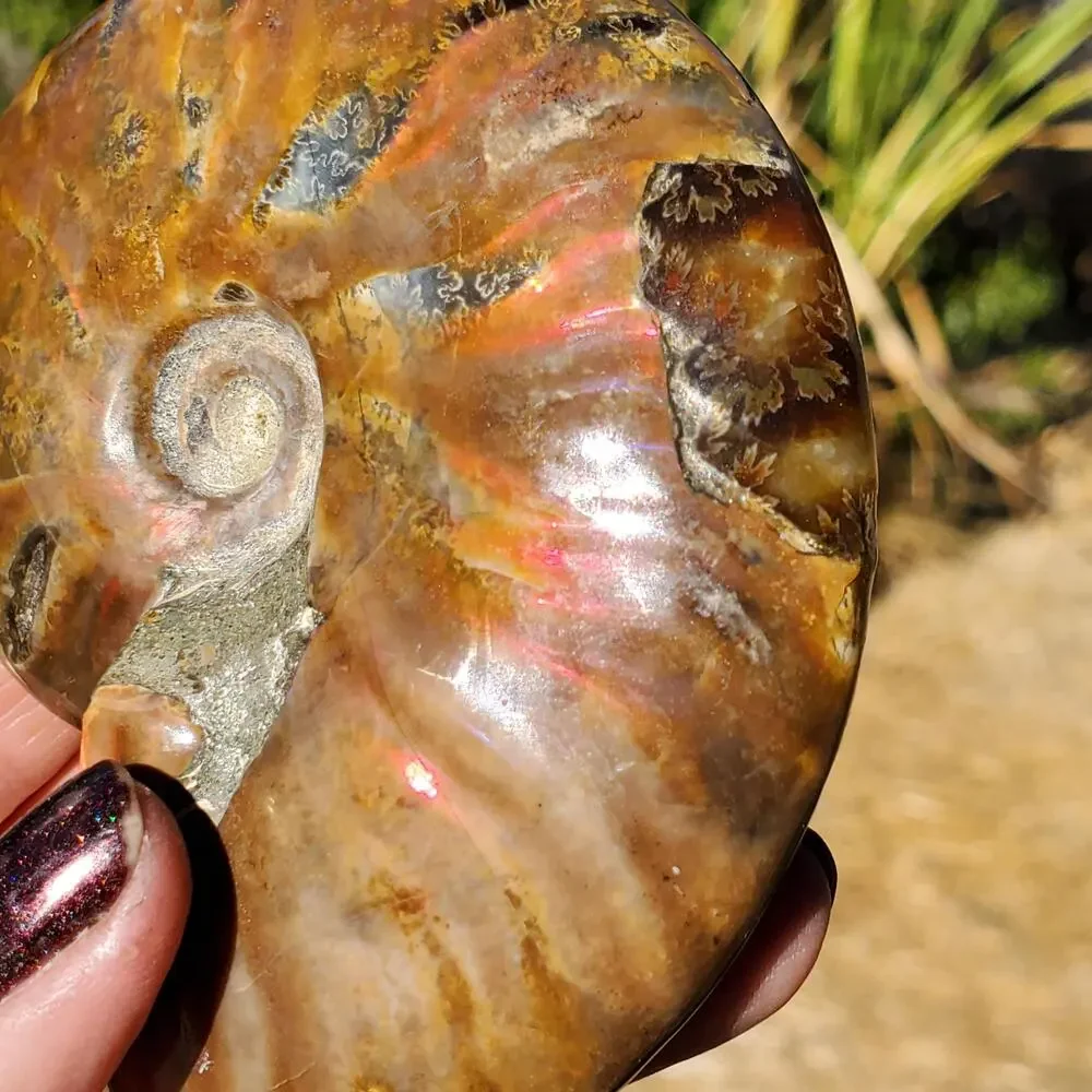 Ammonite Fossil Iridescent Rainbow Color Burst 164 Grams